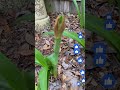 Amaryllis planted in ground   #redbirdgardeninganddesign