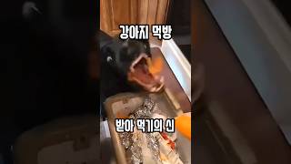 강아지 먹방 받아 먹기의 신 #강아지쇼츠