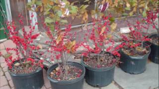 For Sale  Winterberry Hollies For Eastern Landscapes