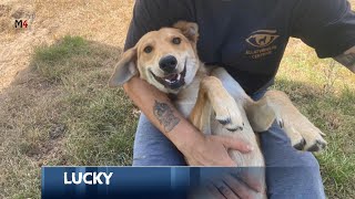 Mentor4dogs- LUCKY