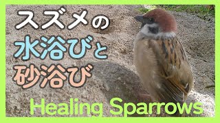 #189「スズメの水浴びと砂浴び」（Sparrows bathing in water and sand.）【Healing Sparrows】  Fall 2024