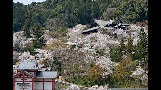 我眼追想　2018 奈良県桜井市 桜花絢爛　花の御寺　長谷寺