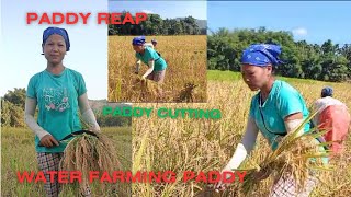 PADDY IS RIPE & STARTED CUTTING || WORKING HARD #villagelife