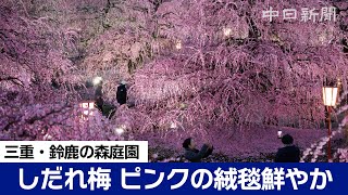 鈴鹿の森庭園の梅が見ごろ