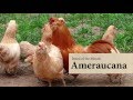 Ameraucana Chicken: August Breed of the Month