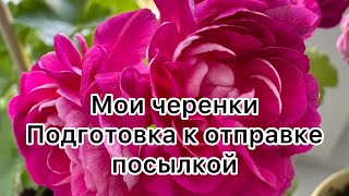 Подготовка черенков сортовых пеларгоний к отправке посылкой🔥🔥🔥 #пеларгония #цветыжизни #flower