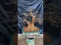 BONSAI SAENG SIMBUR VIETNAM #shorts #viral #bonsai #saengsimbur #bonsaivietnam