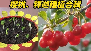 櫻桃、釋迦種植合輯 | Cherry and Custard Apple Planting Collection