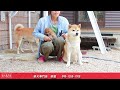 ［柴犬専門店　柴屋］柴犬　じんべいと兄ちゃん達　山口県山口市大内