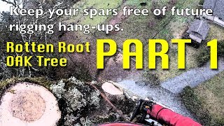 Rotton Root Oak Tree