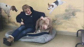 Paws \u0026 Pals: Dogs up for adoption at Town of North Hempstead Animal shelter