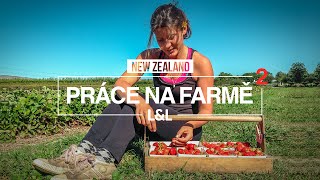 Práce na Novém Zélandu 2 | 🍓🍏 Sběr jahod a jablek | Working holiday | Looklin