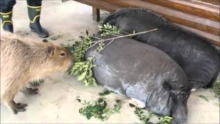 【トリアスふれあい動物園】仲が良いのか悪いのか