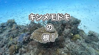 キンメモドキの群れ・座間味島・スキューバダイビング沖縄