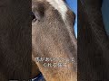 馬があいさつしてくれる様子【乗馬・馬術】how the horse greets you【horsecommunicationjapan】