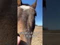 馬があいさつしてくれる様子【乗馬・馬術】how the horse greets you【horsecommunicationjapan】