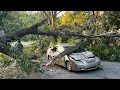 2 injured after tree falls on car in Stone Mountain