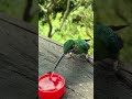 Thirsty Bird