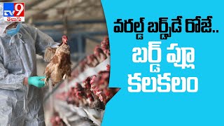 Bird flu outbreak From Kerala to Rajasthan, list of affected states in India - TV9