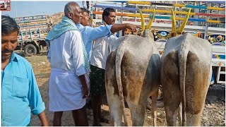 6. teeth hallikar mixed Seema Cart | adoni bull's market..