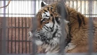 【旭山動物園】雪の上でくつろぐアムールトラ（のん）の紹介