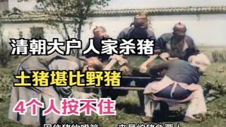 清朝大户人家杀猪珍贵影像，中华土黑力气堪比野猪，4个人差点没摁住