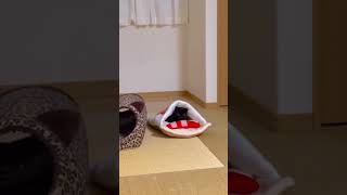 寒い朝お布団から出られないのは猫も一緒🐾#shorts