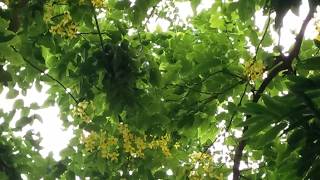 আলোকিত ফুল-সোনালু বা বাঁদরলাঠি(Alokito Phul- Sonalu / Badorlathi)।Enlightened flower- golden shower