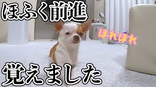 🐶ぶちゃかわいい極小子犬チワワが初めて見せるほふく前進が可愛すぎた