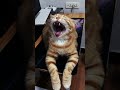 摸猫咪上巴它会打哈欠 petsoftiktok catsoftiktok yun foryou 上热门要流量 萌宠出道计划 猫咪