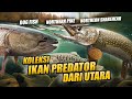 EPISODE KOLEKTOR !! CINTA MATI IKAN PREDATOR DARI BAGIAN UTARA | AMBUSH DEADPOOL PREDATOR !!