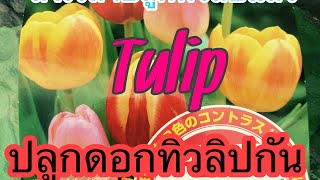 Tulip ปลูกดอกทิวลิปกัน🇯🇵