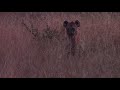 hyenas taunt lone warthog the virtual safari clips