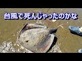 【検証】台風19号通過後の海はどうなっているのか？釣り魚マリンスポーツフィッシング宝探し【映像ニュース動画15号被害災害事故情報】