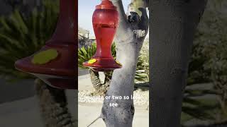 Will urban hummingbird visit under 3 minutes?