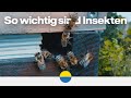 Eine Welt ohne Insekten - Was würde sich verändern?