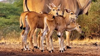 Cute Eland Calves