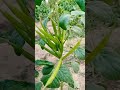 agriculture vegetables your language this name vegetables viral agricultural malir agriculture