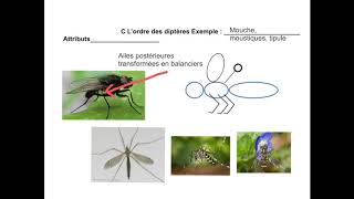 Quelques ordres d'insectes