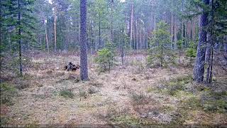 MetsisTetrao urogallus  Capercaillie three Males and two Females