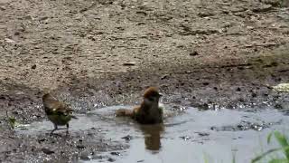 スズメの幼鳥とカワラヒワの水浴び