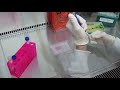 MSU Cell Biology (BIO320) - Cell Culture: Serial Dilution for Toxin Treatment (Video 11)