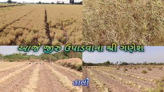 આજથી જીરું ઉપાડવાના શ્રી ગણેશ || jira farming in gujarat