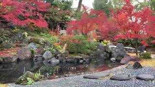 長岡天満宮 紅葉庭園(錦景苑)の紅葉1  2018年11月29日 秋【京都の紅葉】