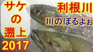 【自然観察】サケの遡上：2017年の利根川の利根大堰でサケの大群の遡上がありました