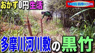 【おかず0円生活】黒竹の竹の子刈り【多摩川河川敷】