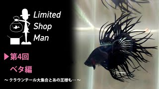 リミテッドショップマン“ベタ編”クラウンテール大集合とあの王様も…