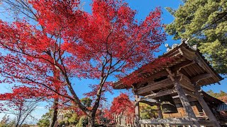 満天の紅葉に包まれる犬山寂光院を「ぶらヒロシ」：本堂・境内