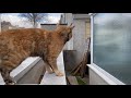 chatty kitten tries to move into our house