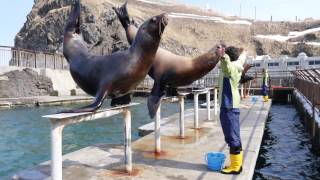 おたる水族館でセイウチ・トドの訓練に潜入！ @北海道小樽市  Training of Walrus-Todo at the Otaru Aquarium, Hokkaido